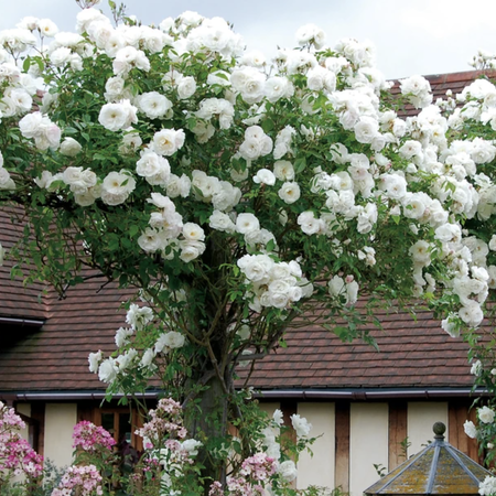 White Climbing, Rose Seeds - Packet image number null